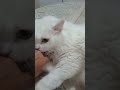 #pet #petsfofinhos #animais #youtubeshorts #gatos #youtubeshorts #