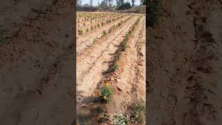 marigoldflowerplants farming flowers flower nature marigold