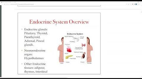 The Endocrine System