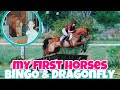 HOW I GOT MY FIRST HORSE // PART 1 : Bingo & Dragonfly