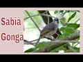 O Canto do Sabiá Gongá na Natureza - Saltator coerulescens - Grayish Saltator - Brazilian Birds