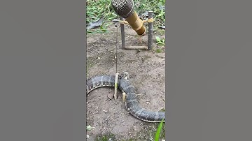 DIY Snake Trap using Microphone #creativesnaketrap #buildsnaketrap