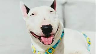 Mini Bull Terrier Dog Playing Miniature Bull Terrier Dog With Puppies Dog