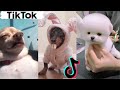 Funny Dogs of TIKTOK Compilation ~ Cute Little Puppies