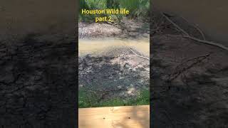 Houston Wild life part 2