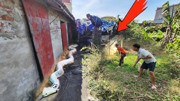 Cuộc Gọi Khẩn Cấp Từ Người Dân Báo Trong Ngôi Nhà Hoang Có Cặp Rắn Hổ Mang Khổng Lồ Ẩn Láu