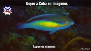 Bojeo a Cuba en imágenes