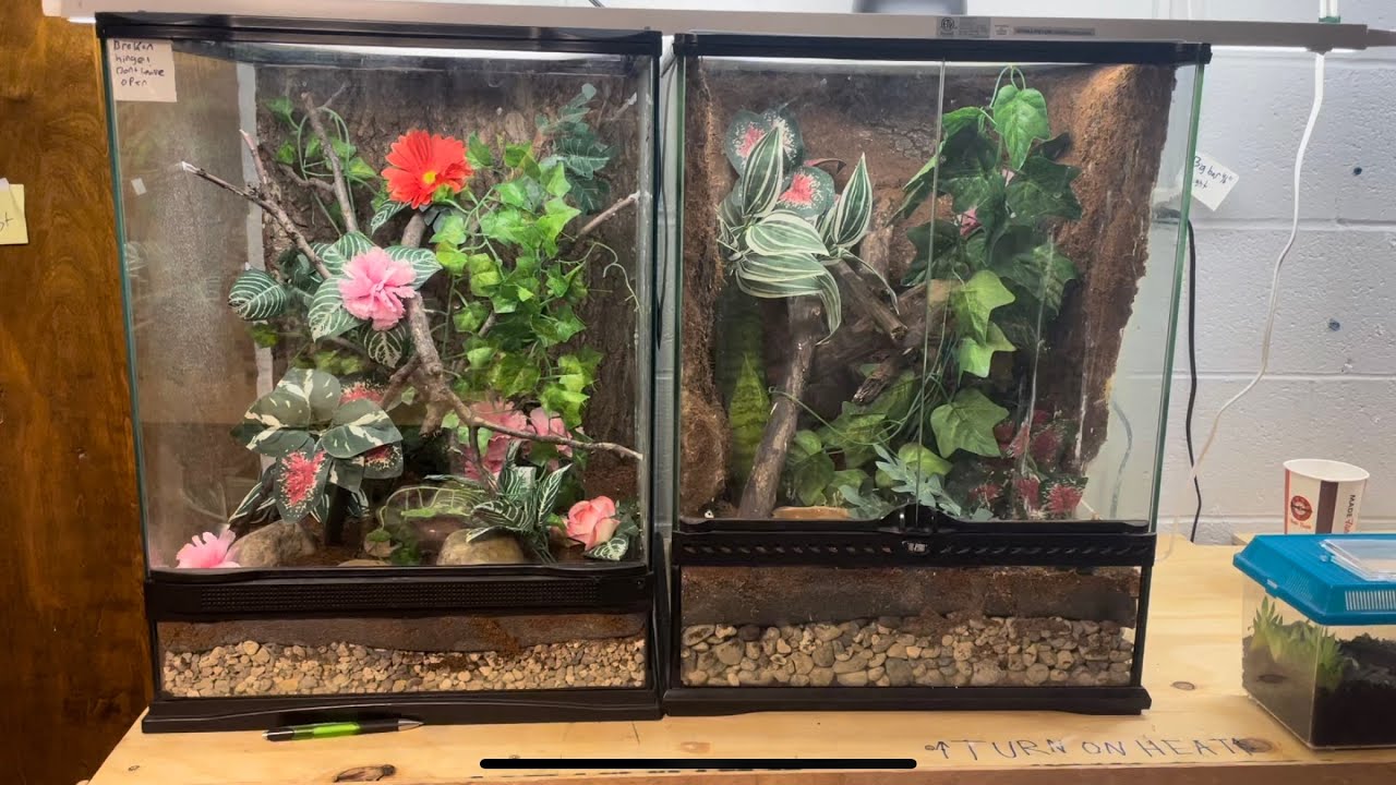 Simple Crested Gecko Enclosure - YouTube