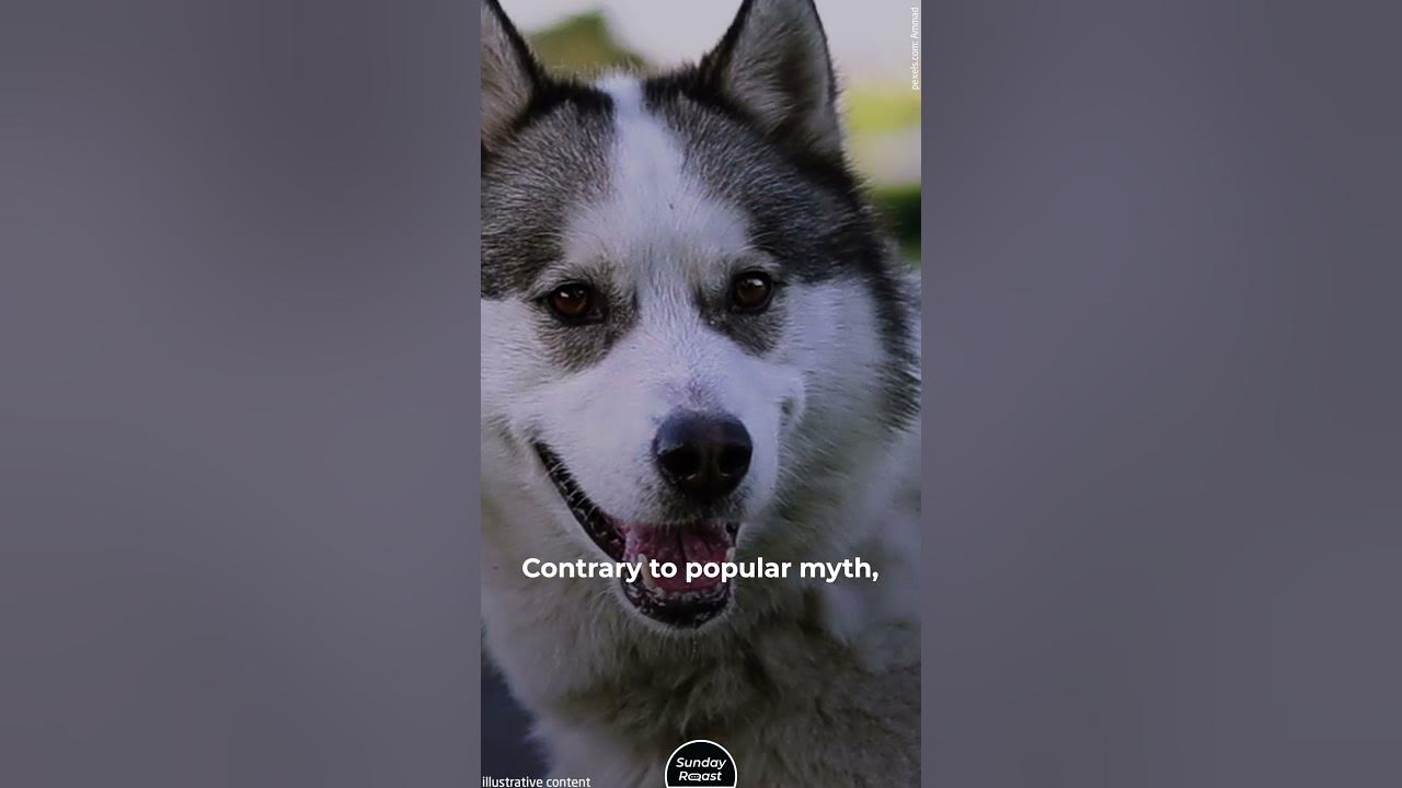 Why Huskies Are Banned from Antarctica shorts YouTube