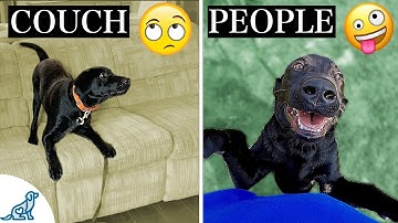 Your Complete Guide To Teach Your Dog To STOP Jumping Up