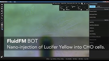 FluidFM Platform Series – Single cell nano-injection of Lucifer Yellow into CHO cells