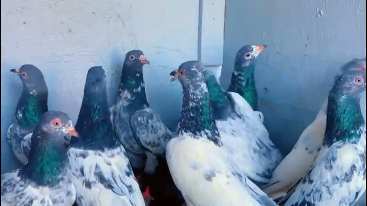 for sale pattha 400 rupya par Pic 10 Pic teddy Kalsirsa boder walay pigeon for sale in amritsar 