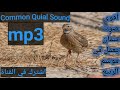 صوت السمان يعمل فى فصل الربيع Common Quial Sound Mp3 