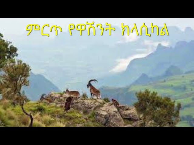 Ethiopian Washent Classical V2: ምርጥ የዋሽንት ክላሲካል-2 class=