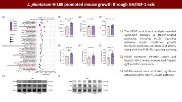 iMeta | Host–microbiota interaction promote linear growth in infant mice
