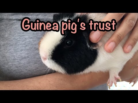 Video: How To Make Guinea Pigs Friends