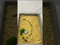 ASMR Ants! Tiny Animal Toys ASMR