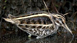 Jack snipe call  /  Flush #birds #nature #avian