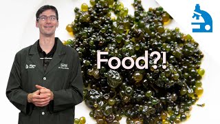 Algae Corner: What Is It - Witch's Jelly / Nostoc