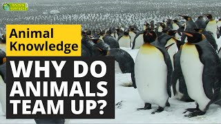 Animal Teamwork - Why Do Animals Team Up? - Animals for Kids - Educational Video