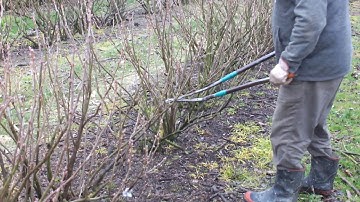 Growing Blackcurrants in New Zealand : Selective hand pruning