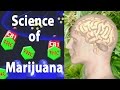 Marijuana Effects on the Brain, the Goods and the Bads, Animation.