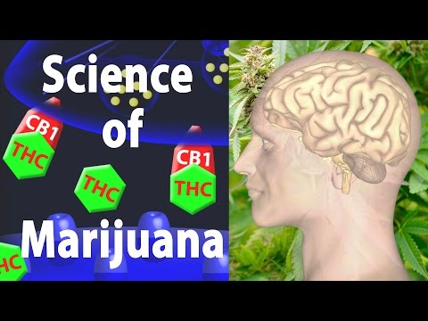 Marijuana Effects on the Brain, the Goods and the Bads, Animation. thumbnail