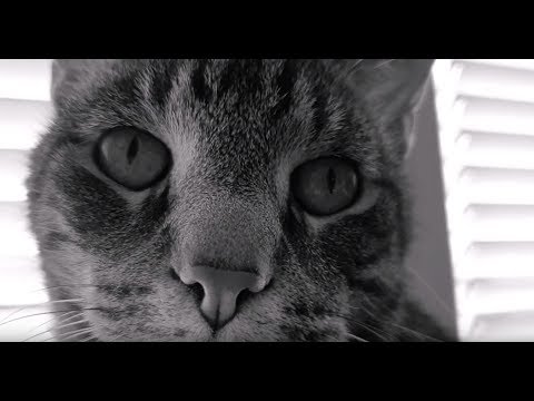 Video: Kassi Või Kassi üks Või Mõlemad Silmad Kastavad: Miks, Mida Teha Ja Kuidas Kassipoega Ja Täiskasvanud Looma Kodus Ravida