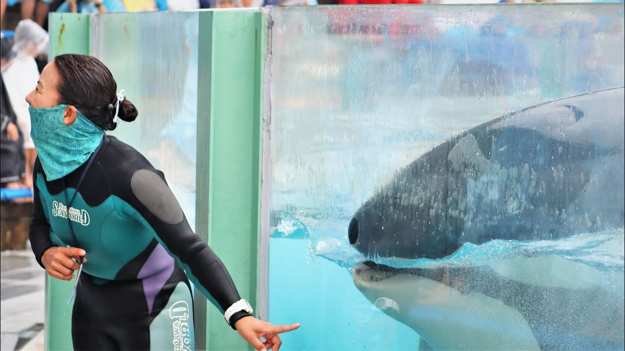 遠足ちゃんなど団体のお客様オンリーの特別回（？）サァ～楽しいい時間の始まりです！シャチパフォーマンス3回目　鴨川シーワールドにて　2020年11月6日　C0133