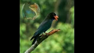 Masteran tengkek buto jernih | durasi pendek #masteranburung #tengkekbuto