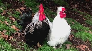 Silkie Rooster And Pekin Bantam Rooster Nonstop Crowing In The Early Morning !