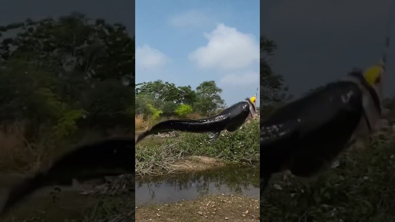 snakehead frog lure river 