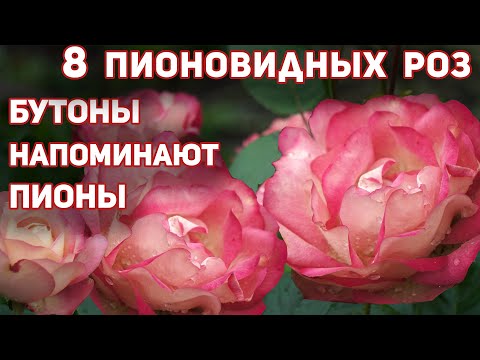 8 Лучших Сортов Пионовидных Роз. Цветут Обильно И Ярко Все Лето Невероятными Помпонами!