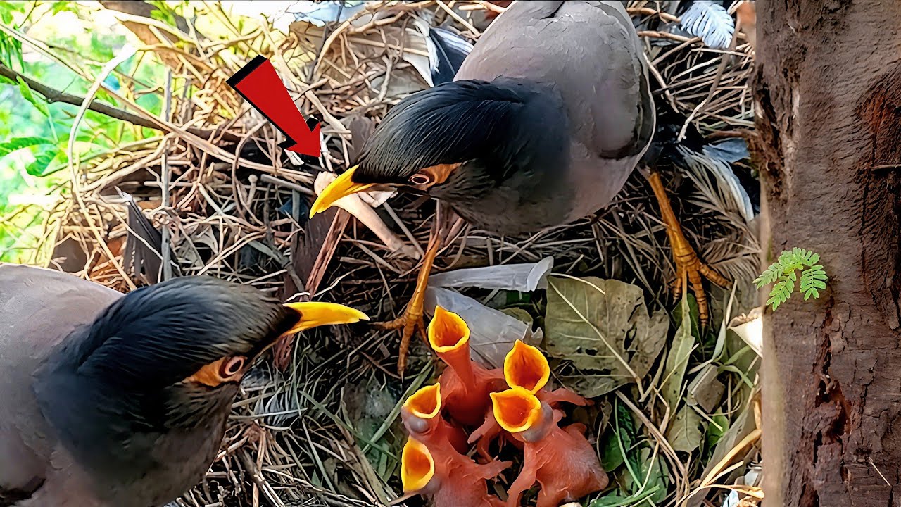 Myna took small food for her big family!