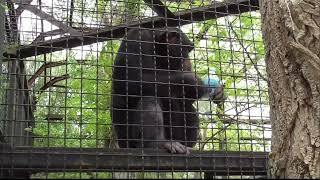 "Тайган"🌺 Привет от шимпанзе Фили и Марика😊 #тайган