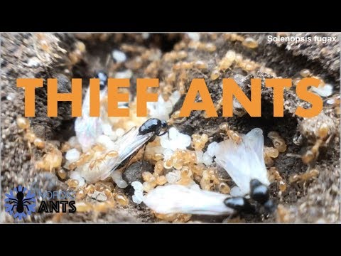 BABYKILLERS! | Solenopsis fugax - Biology and keeping tips