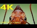 Amazing Ants  4k Videos UHD