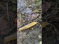 GARDEN SLUG Sliding By Slowly W/ Zoom  #nature #wildlife #insects #garden #slugs #slime #shorts #wow