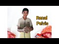 About Structure of Kidney from Harshith Gowda. 7th Std ICSE Science Kidney Structure #harshithgowda