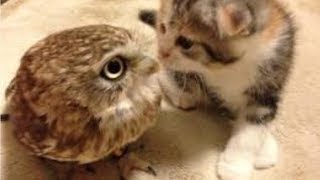 【面白 フクロウ】おもしろフクロウ動画まとめ！#2【かわいい】