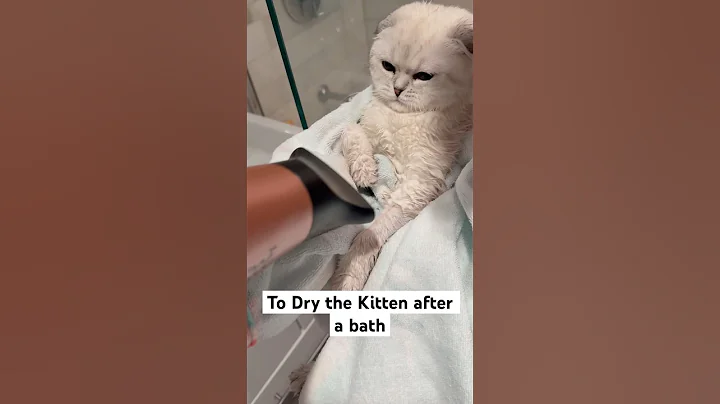 Video 7464931: love scottishfold kitten, kitten loves bath, dry bath