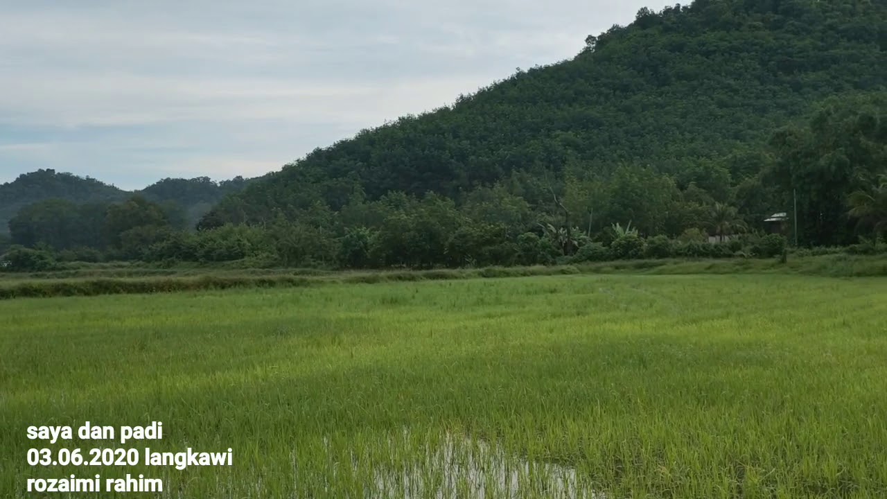 Sawah padi 