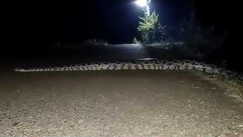 biggest python crossing the road at night
