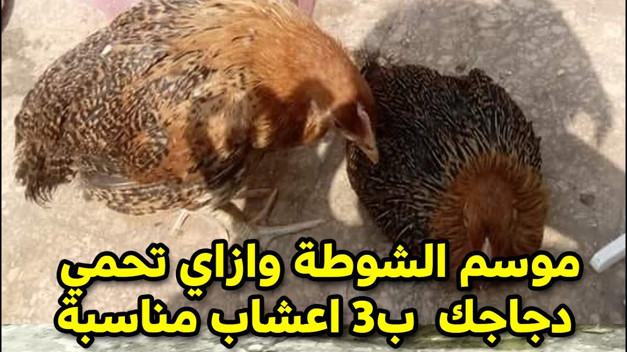 قبل ما تخسري فرخة… شوطة الشتاء والنيوكاسل ووصفتك المنقذة بثلاث أعشاب!    #طيور_فوق_السطح