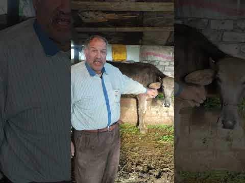 علاج الاصابه بطفيل الثيلاريا في الحيوانات