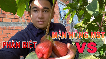 Cách phân biệt mận hồng mst sóc trăng với mận an phước so sánh thực tế 2 giống mận này NTN phân biệt