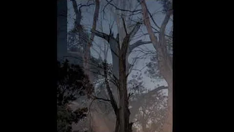 Trees - Jill Myers
