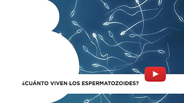 ¿Cuánto pueden vivir los espermatozoides?