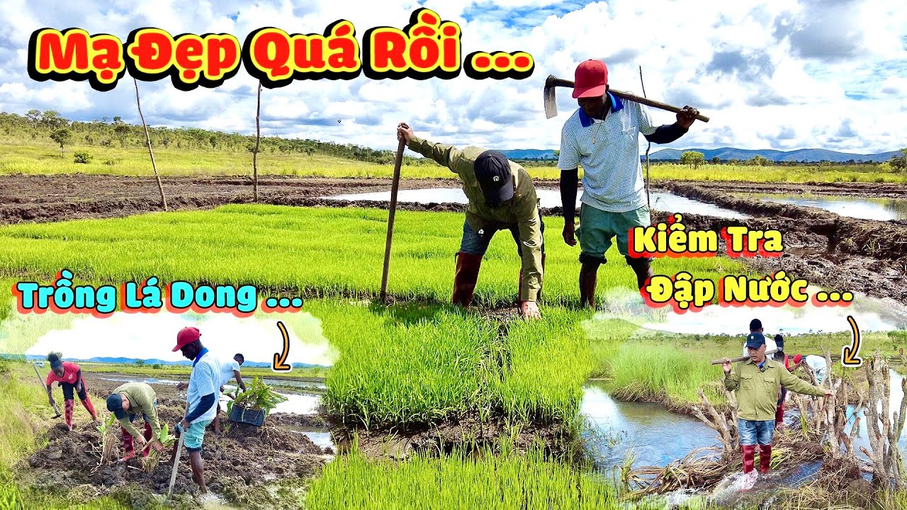 Thế Nhân || Nhân Rộng Loại Cây Gắn Liền Với Ngày Tết Truyền Thống Của Người Dân Việt Nam .