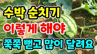 수박 순치기 텃밭에서 키울땐 이렇게 해야/전문가처럼 했다간 망해요!